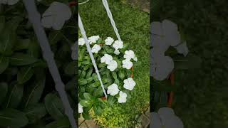 White Vinca Hanging plants #shorts #hangingplants #hanging #gardening #vinca #flowers #greenleafs636