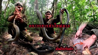 พญางูจงอางตัวโคตรใหญ่//ມັນງູຈົ່ງອາງຕົວໃຫຍ່