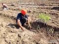 sugarcane nursery