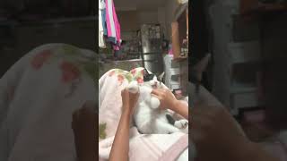 Part②仔猫にかんかんかんダンス★キレッキレです😅#子猫 #おもしろ動画 #cat #funny #ねこ #shorts