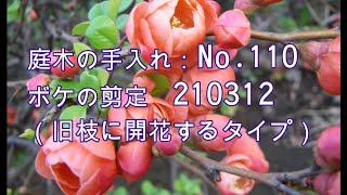 No.110_ボケの剪定　200523，201226