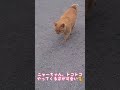 トコトコやって来るニャーちゃん、可愛いすぎ😸🎵 ねこ 地域猫 かわいい猫 保護猫 さくら猫 動物 東京 cat cutecat nowar love