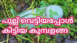 @GeorgeTheIndianFarmer പറമ്പ് വൃത്തിയാക്കിയപ്പോൾ കിട്ടിയ കുമ്പളങ്ങകൾ. Ashgourd in my plot