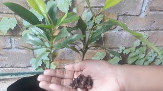 లవంగం మొక్క విత్తనాల నుండి వస్తాయా, grow Clove plant from seed easily...