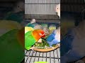 5 cosas que debes saber si quieres un agaporni inseparables 🦜 animales mascotas periquitos