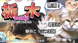 【栃木めぐりバイク一人旅Ｗ１】ツーリングプランで行く栃木観光／那須どうぶつ王国／殺生石／那須温泉神社／マヌルネコ／スナネコ／Vist Tochigi 【GSR250F/voicepeak桜乃そら】