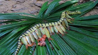 Amazing! Unbelievable Small Fish In Big Snake Stomach and then Cooking In Forest