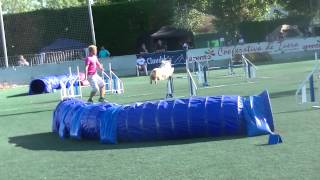 Dune - Almozara Dog Festival (Gotor Cup) - Jump. Equipe.