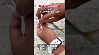 【生きアジの付け方・孫バリがある場合】#Fishing#釣り#釣り部#釣り好き