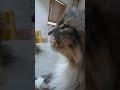 目の前にあったので猫パンチ cat メインクーン