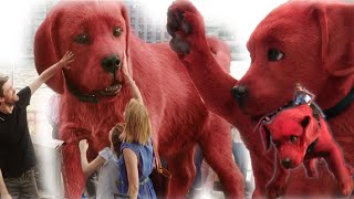 Big Magical Red DOG brings happiness in little girl's life- But an Evil businessman has his own plan