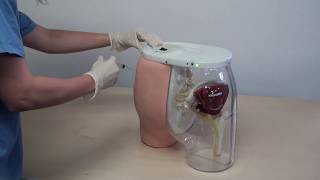 Buttocks Dorsogluteal Intramuscular Injection Simulator