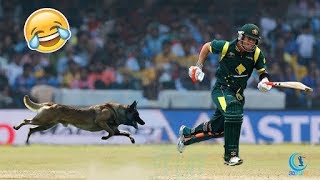 animals attack on cricket ground and interruption of the match funny moments