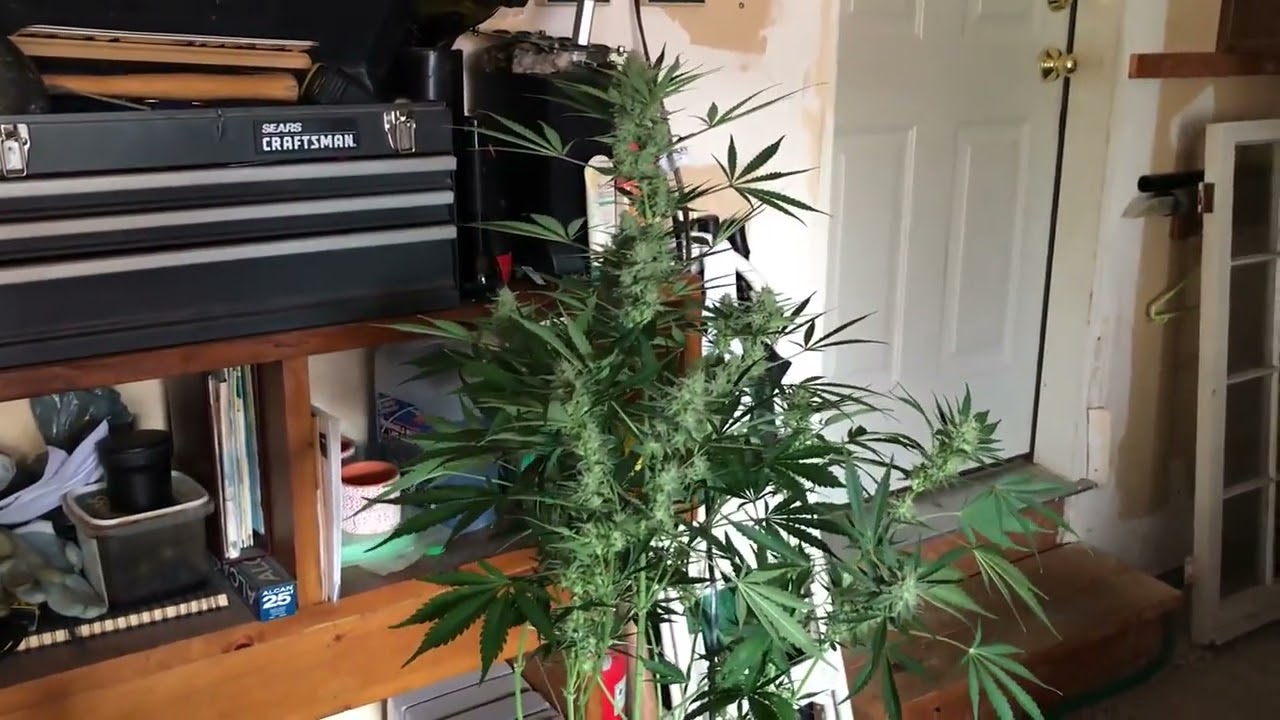 Special Kush #1 / Cannabis Indoor Grow By Royal Queen Seeds - YouTube