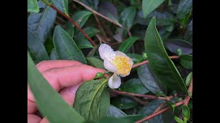 烏龍茶樹育苗 草生栽培 Planting of Tea