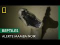 Un mamba noir caché dans le plafond