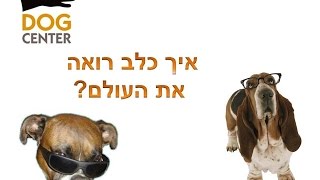 איך כלב רואה את העולם