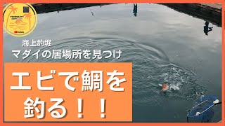 【海上釣堀】エビでタイを釣る!!