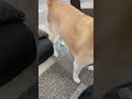 【豆柴リンちゃん】真顔　 shorts 豆柴 柴犬 癒し かわいい犬 dog