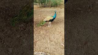 peacock's feathers are growing now! 👍 #peacock #peacockcall #birds #peacockbeauty #wildlife #peacock