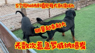 五个月加纳利看见母犬就激动，无数次惹急艾拉爆发，胆量真是越来越大