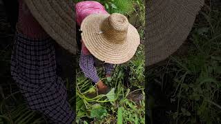 奶奶在田野设置的捕鱼机关 Grandma set up a fishing trap in the field #fishing #fish #fishtrip #lxmfamily  #農村生活