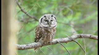 The Boreal owl or Tengmalm's owl (Aegolius funereus)