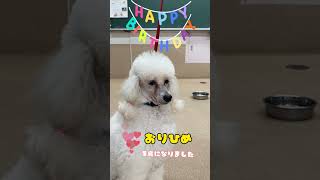 HappyBirthday おりひめ【河原アイペットワールド専門学校】#shorts