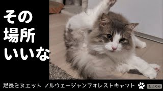 先住猫のお気に入りスポットを取ってしまう猫【足長ミヌエット＆ノルウェージャンフォレストキャット】