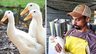 How to PROCESS DUCKS for Meat | Polyface Farm