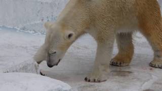 2017.1.29  イッちゃん（Шилка）のおやつタイム　　　天王寺動物園のホッキョクグマ