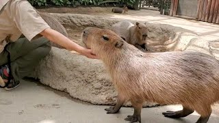 マッサージの順番を待っているカピバラさん。-Capybaras love massage  神戸どうぶつ王国