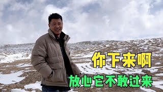 无人区发现一只落单公牦牛，小柏胆大上前挑衅，阿宁吓的不敢下车【楼兰阿宁】