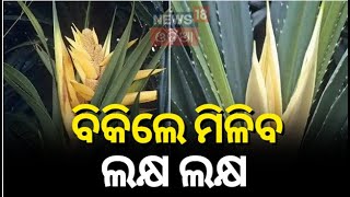 Kewda Flower : ଫୁଲ ତୋଳିଲେ...ବିକିଲେ ମିଳିବ ଲକ୍ଷ ଲକ୍ଷ ! | Ganjam News | Ganjam Kewda Flower | Odia News