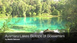 Ayamaru Lakes - Biotope of Melanotaenia boesemani