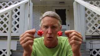 Jim's eats Moruga Scorpion then a Carolina Reaper