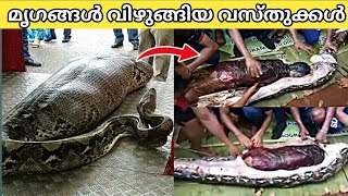 😯Things  Found inside Animals/Animal attacks/Top  malayalam/Snakes for camel malayalam.😱