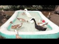 runner ducks playing with a red ball in their pool