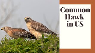 All About The Red-Shouldered Hawk