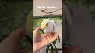 インコの歌う小鳥の歌🐥💕