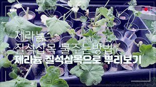 제라늄질석삽목 물주는 시기 / 질석삽목 물주는방법 /뿌리확인