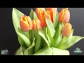 jftv presents the orange dutch tulips time lapse