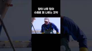 산처럼 쌓여 있는 꼬막을 선별기로 옮기는 방법 #shorts