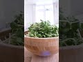 Harvesting a tray of Sunflower Microgreens