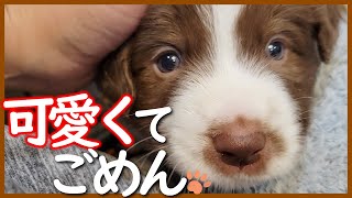 【子犬の成長】コロコロもふもふが可愛いすぎる！生後30日の子犬たち【ボーダーコリー】