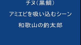 チヌ（クロダイ）が、オキアミを吸い込むように捕食する映像。　黒鯛の食べ方紹介　和歌山釣太郎