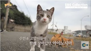 냥가득 냥가득! 기승전고양이의 섬 '아이노시마'