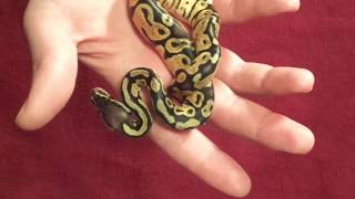 What is the spider ball python wobble and should you force feed a ball python