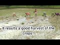 paddy farming full process। complete process of rice cultivation । ଧାନ ଚାଷର ପ୍ରଣାଳୀ ।seed to harvest