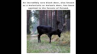 An incredibly rare black deer || Ecosenpai